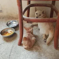 سگ پامر اشپیتز ۴ ماهه