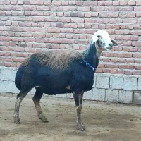 میش آبستن و قوچ|حیوانات مزرعه|ملکان, |دیوار