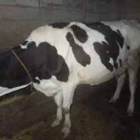 گاو