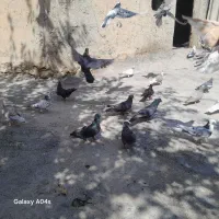 پرنده|پرنده|بدره, |دیوار