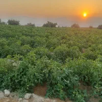 یک هکتار. گوجه افرا گل سمر میباشد