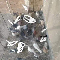 درهم گرفتی ،پولکی نیست|پرنده|جغتای, |دیوار