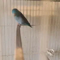 پروتلت نر|پرنده|مشهد, مقدم|دیوار