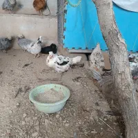 فروش مرغ لری