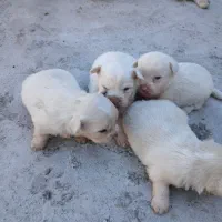 توله کوچک سگ پاکوتاه ۱۵۰۰