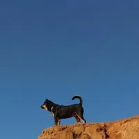 گمشده
