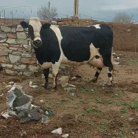 گاو سیمینتال با گوساله نر نژاد هرکول ۳۸کیلو شیر