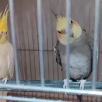 یک جفت عروس هلندی