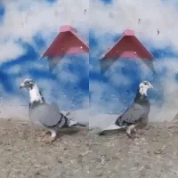 کفتر|پرنده|بیرجند, |دیوار