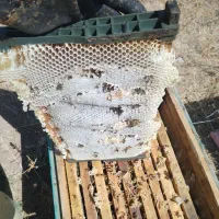 عسل ساکارز یک با ضمانت مرجوعی و ازمایش|خوردنی و آشامیدنی|بابا حیدر, |دیوار