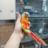 جوجه گرینچیک رام و چلوندنی دونخور