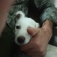 اشپتیز|سگ|اصفهان, عمان سامانی|دیوار