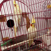 عروس هلندی