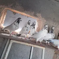 کفتر یا کبوتر پرشی|پرنده|پاکدشت, پاکدشت (مامازند)|دیوار