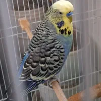 پرنده