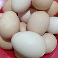 تخم مرغ محلی نطفه دار