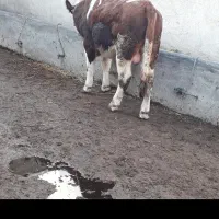 گوساله نر سیمینتال|حیوانات مزرعه|قشلاق دشت, |دیوار