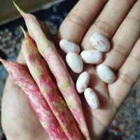 لوبیا چیتی رودبنه.فوشازده|خوردنی و آشامیدنی|لاهیجان, شقایق|دیوار