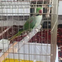 شاه طوطی سخنگو..