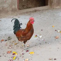 خروس سرخ اصلی