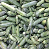 خیار محلی ۳۵ت و ۲۰ت