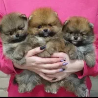 پامر پرتقالی