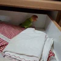 طوطی کوتوله
