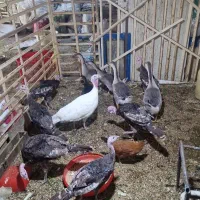 جوجه قوغاز و بوقلمون نیمچه