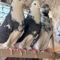 کفتر پرشی شازده کبوتر مایه