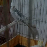 سه جفت عروس مولد امتحان پس داده|پرنده|محلات, |دیوار