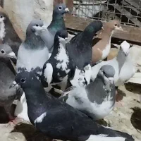 کبوتر