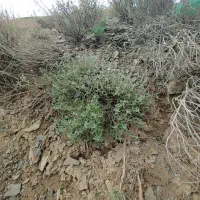 آویشن کوهی تازه تازه کیلویی 600