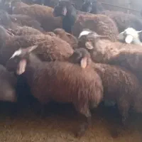 بره نر و ماده همو وهترو