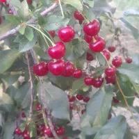 کارگر نخود چیدن