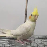 عروس هلندی ماده و اماده