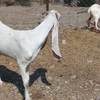 بز گلابی و پاکستانی دورگ