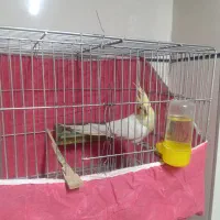 عروس هلندی و مرغ عشق|پرنده|الوند, |دیوار