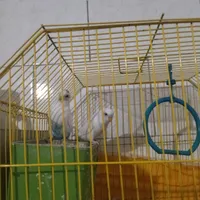 پرنده|پرنده|حمیدیه, |دیوار