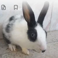 فروش خرگوش