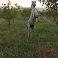 اسب کردنریون