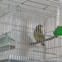 سهره سبز ملی|پرنده|خرم‌آباد, |دیوار