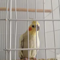 معاوضه عروس با سهره