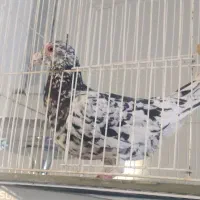 کبوتر|پرنده|مشهد, چهارچشمه|دیوار