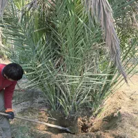 دمیت پاجوش مرکز تحقیقات سازمان جهاد کشاورزی