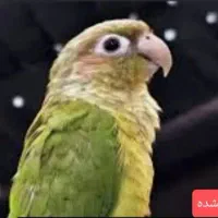 پرنده نژاده گرینچیک