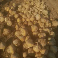 فروش چغندر دامی وشلغم.سیب زمینی