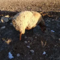 میش‌جوان|حیوانات مزرعه|فاروج, |دیوار