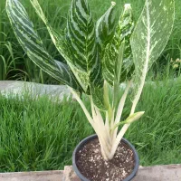 گل دیفن و اگلونما گرین لایت|گل و گیاه طبیعی|امامزاده عبدالله, |دیوار