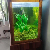 آکواریوم همراه کلبه وماهی ومطعلقات|ماهی|ضیاء آباد, |دیوار