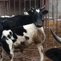 گاو و گوساله یکسالش ۱۳۰ تومن